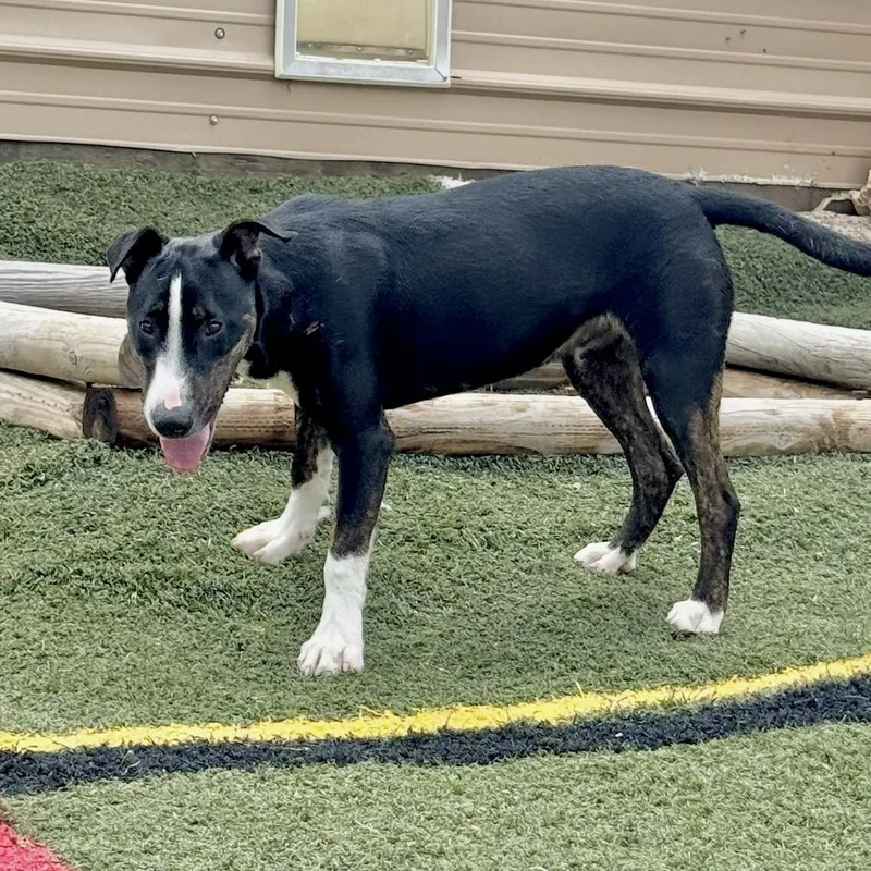 A young medium-sized male Bull Terrier dog named Mr. Clean for adoption in Longview, TX