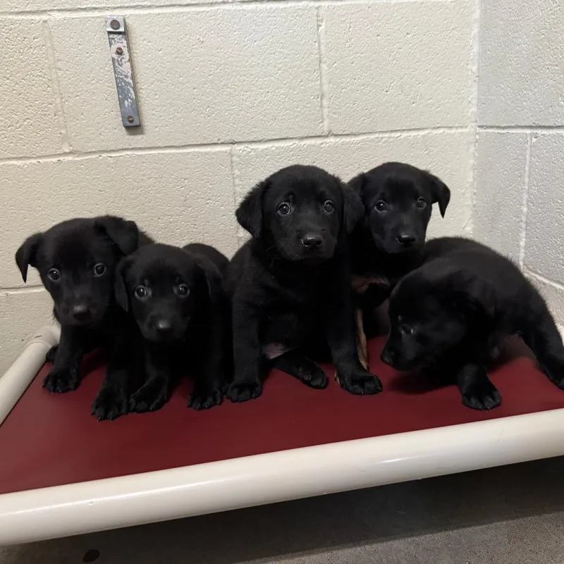 A baby small-sized male Black Shepherd dog named Price for adoption in Shinnston, WV