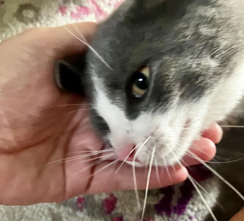 A baby small-sized male Domestic Short Hair cat named Sherlock for adoption in Havertown, PA