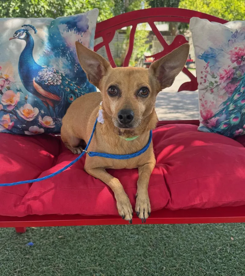 An adult small-sized female Yellow / Tan / Blond / Fawn Chihuahua dog named Marcy for adoption in Temecula, CA