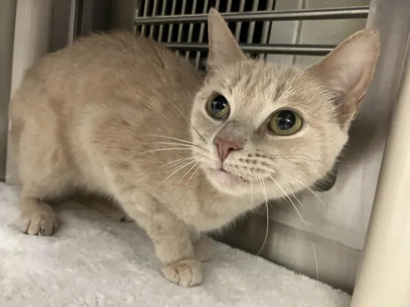 An adult medium-sized female Domestic Short Hair cat named Itty Bitty for adoption in Chapel Hill, NC