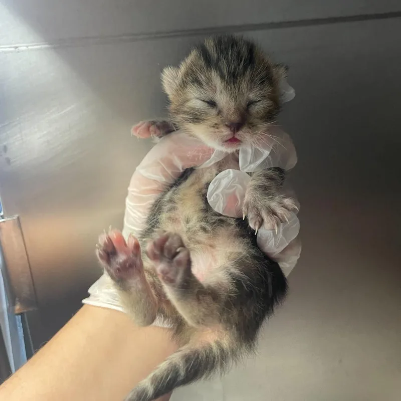 A baby small-sized male Brown / Chocolate Domestic Short Hair cat named Cheer Bear for adoption in Philadelphia, PA
