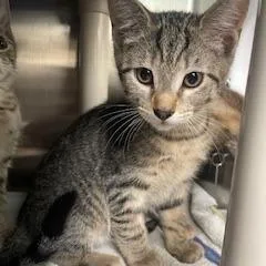 Cheer Bear thumbnail 2