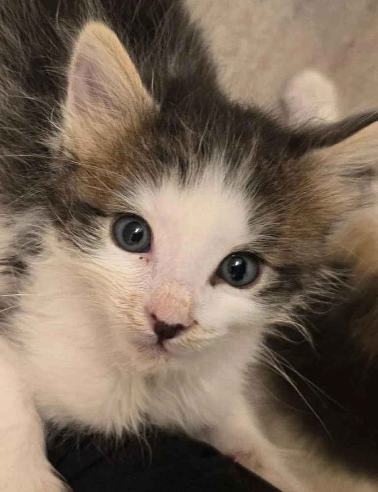 A baby small-sized male Gray & White Domestic Long Hair cat named Hopper for adoption in WARNER ROBINS, GA