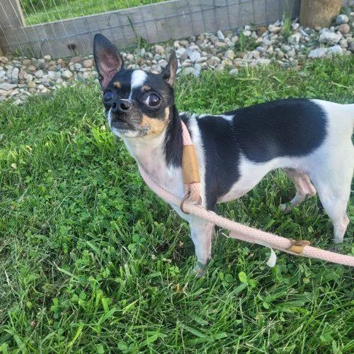 An adult small-sized female Tricolor (Brown, Black, & White) Chihuahua dog named Daisy D for adoption in Frankfort, KY