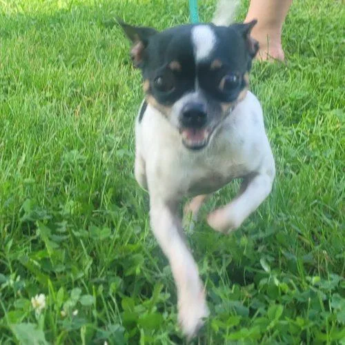 Daisy  D thumbnail 3