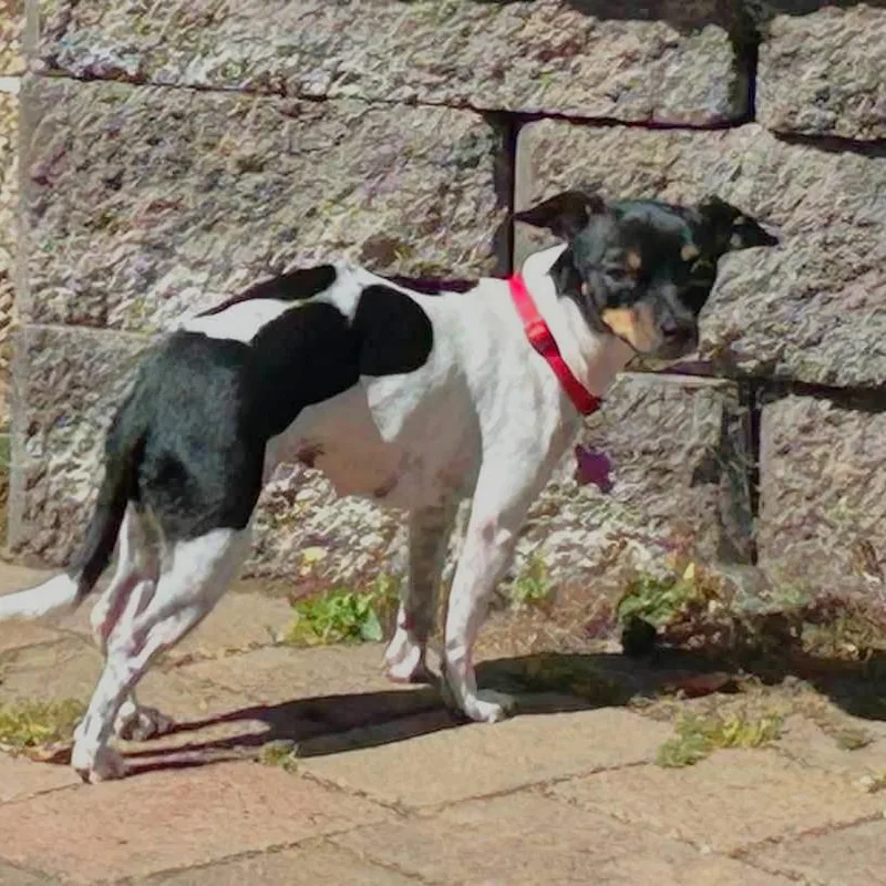 Moxie thumbnail 2
