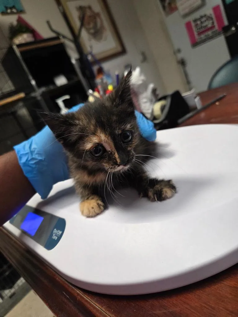 A baby small-sized female Domestic Short Hair cat named Pandora for adoption in Pahrump, NV