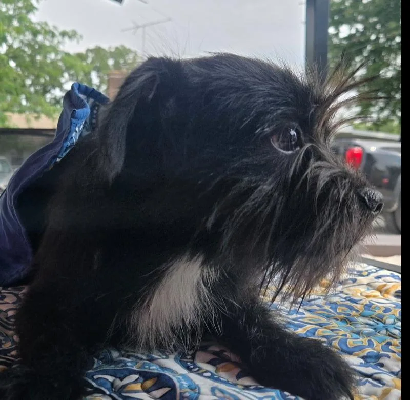 A baby small-sized male Black Terrier dog named ML Oreo for adoption in Warrenton, MO