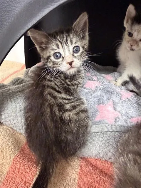 A baby small-sized female Domestic Short Hair cat named Applejack for adoption in Ontario, CA