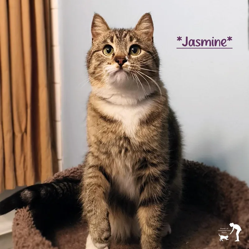Jasmine