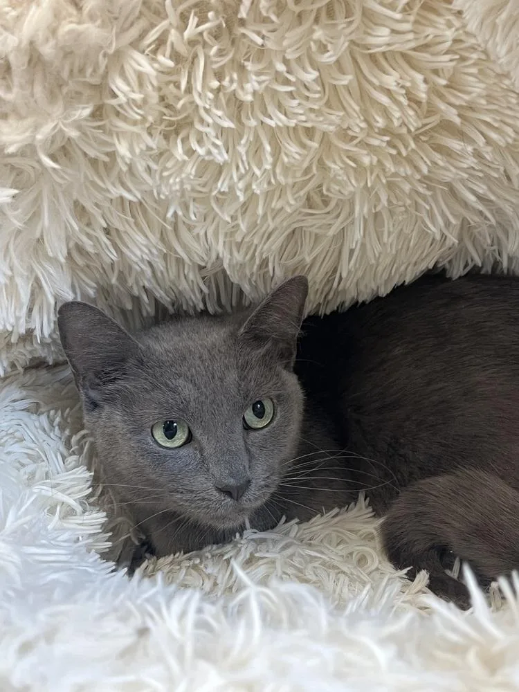 An adult medium-sized female Domestic Short Hair cat named Banana for adoption in Bolivar, MO