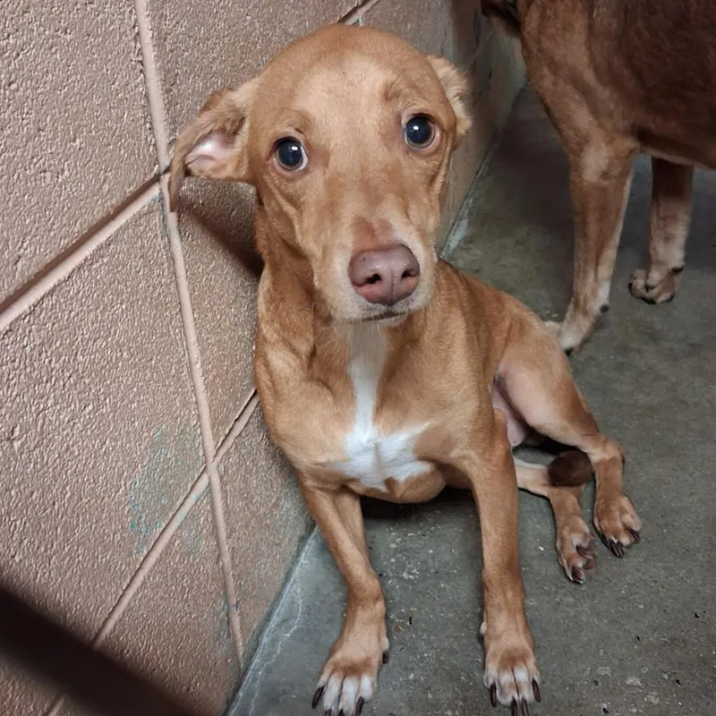 A baby medium-sized male Terrier dog named Tap for adoption in Gautier, MS