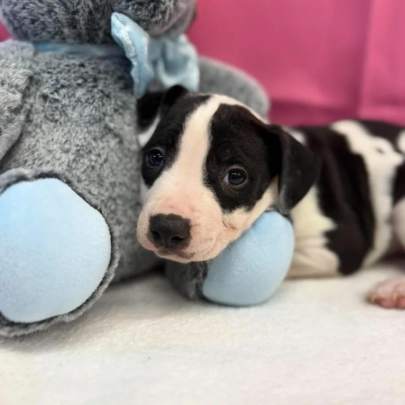 A baby medium-sized female American Staffordshire Terrier dog named Zoe for adoption in Tacoma, WA