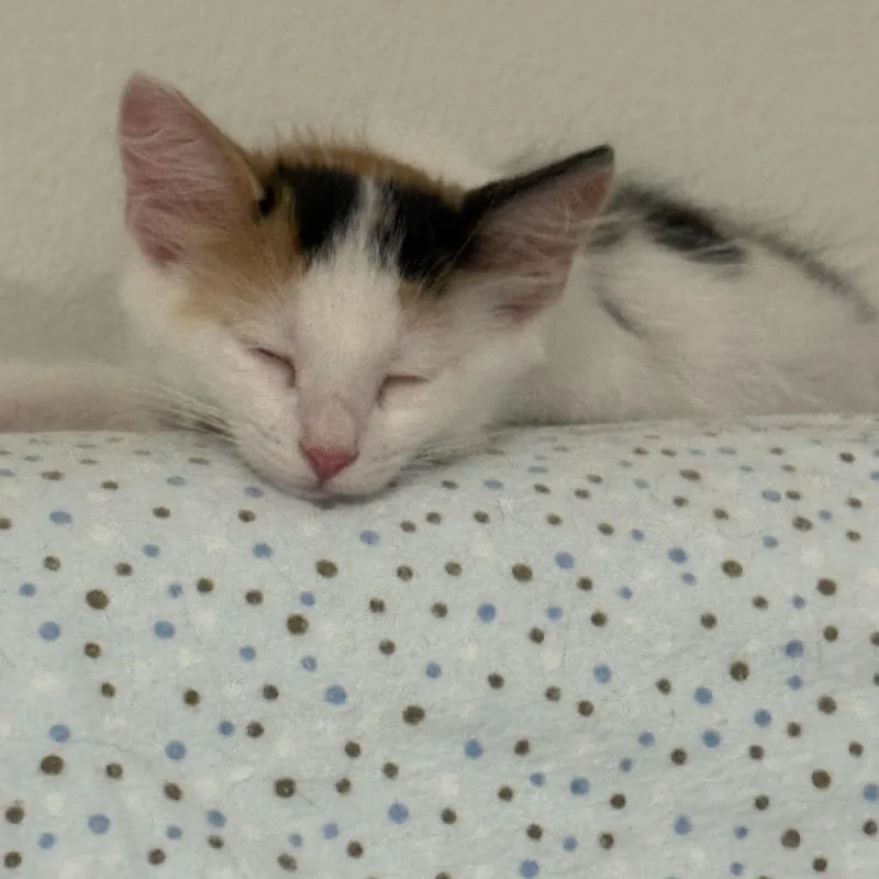 A baby small-sized female White Domestic Medium Hair cat named Patches for adoption in Tustin, CA