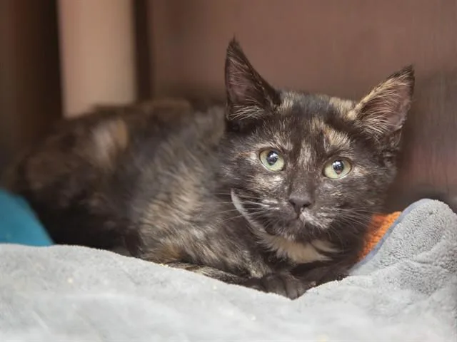 A baby small-sized female Domestic Medium Hair cat named Phoenix for adoption in Phoenix, AZ