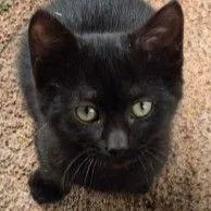 A baby small-sized male Black Domestic Short Hair cat named Merl for adoption in Middlebury, VT