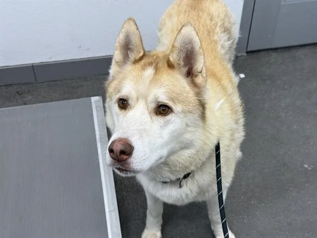 An adult large-sized male Siberian Husky dog named Thunder for adoption in Mesa, AZ