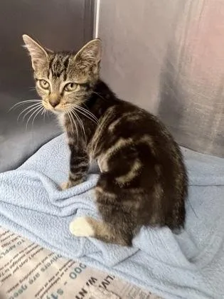 A baby small-sized female Domestic Short Hair cat named Spinach for adoption in Houston, TX