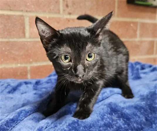 A young medium-sized female Domestic Short Hair cat named Catalina for adoption in Los Angeles, CA