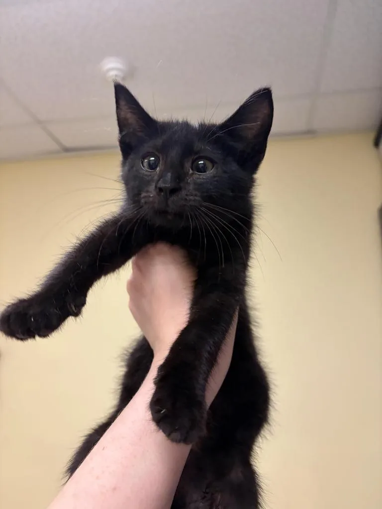 A baby medium-sized male Domestic Short Hair cat named Applesauce for adoption in Florence, SC