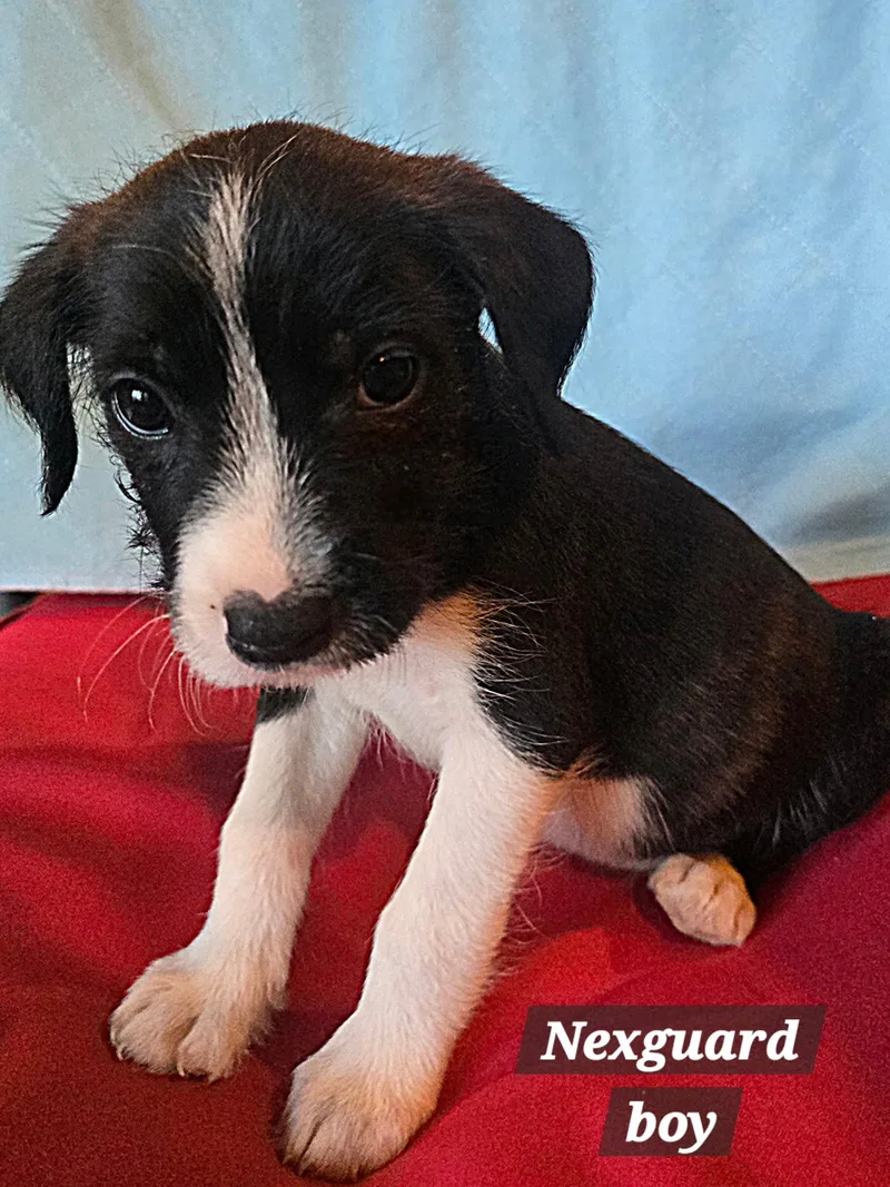 A baby small-sized male American Staffordshire Terrier dog named Nexguard for adoption in Winder, GA