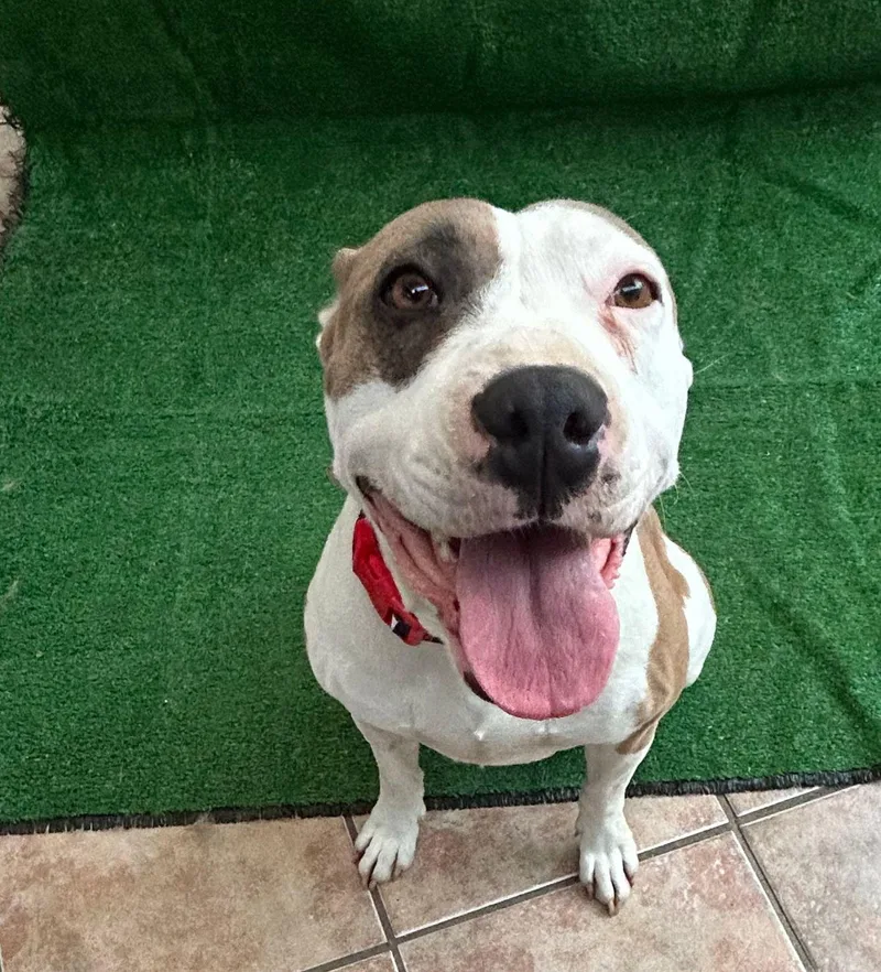 An adult medium-sized female Tricolor (Brown, Black, & White) Pit Bull Terrier dog named Kim for adoption in San Ysidro, CA