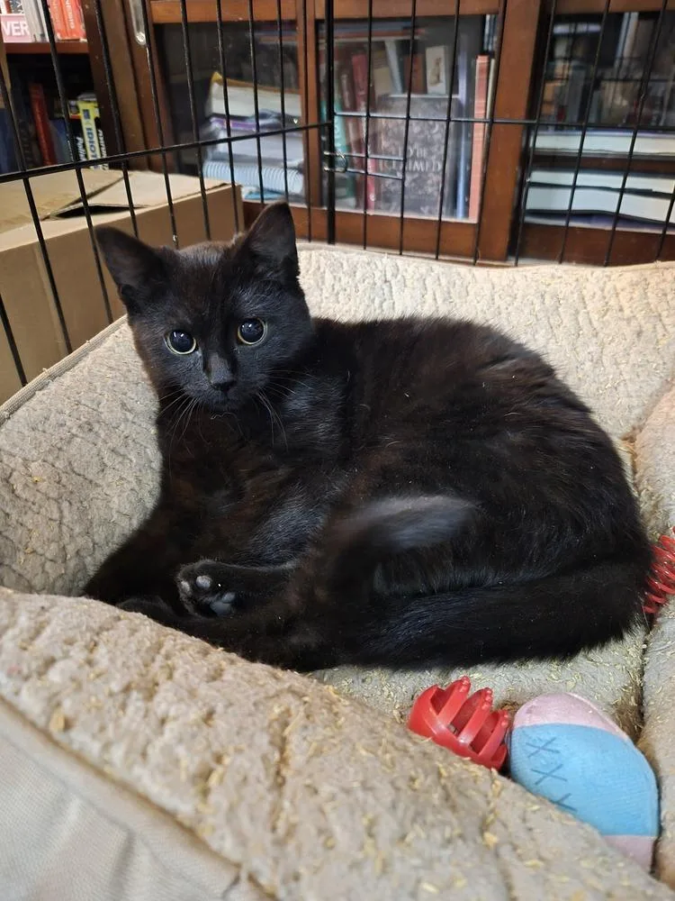 A baby small-sized female Domestic Short Hair cat named Bluebell for adoption in Patchogue, NY