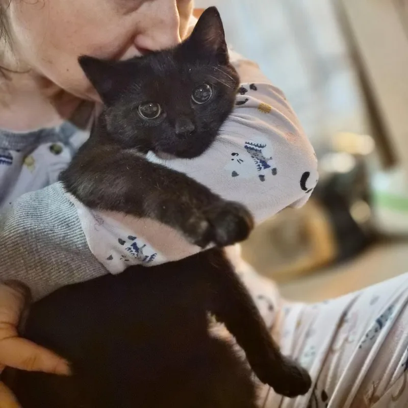 Bluebell thumbnail 2