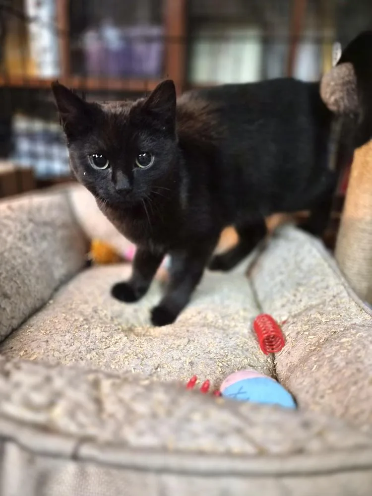 Bluebell thumbnail 3