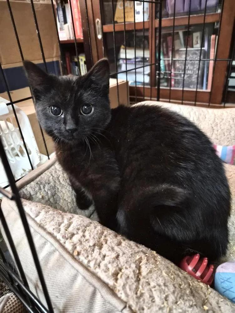 Bluebell thumbnail 4