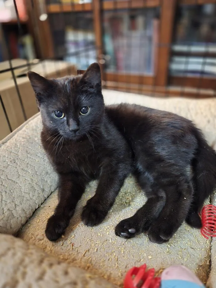 Bluebell thumbnail 5