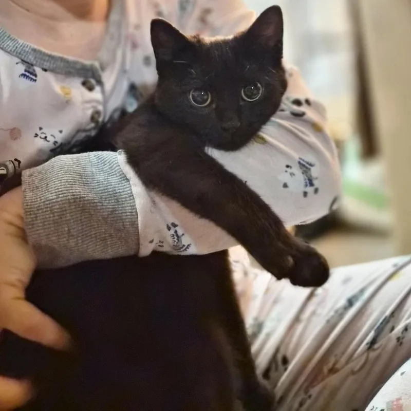 Bluebell thumbnail 6