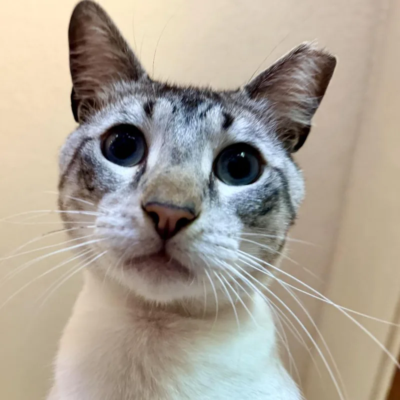 A young large-sized male Lilac Point Siamese cat named Dexter for adoption in Fort Worth, TX