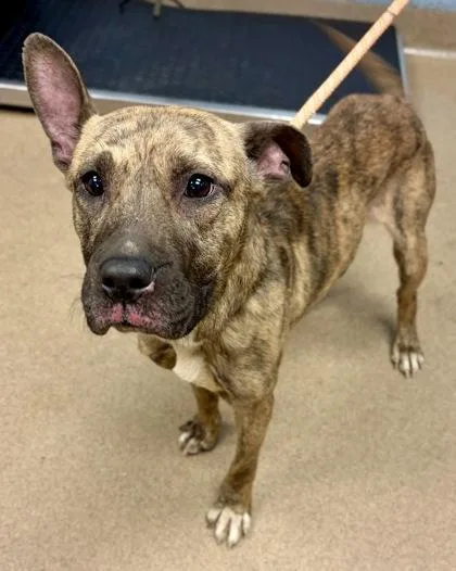 A young medium-sized female Mixed Breed dog named Lala for adoption in Chamblee, GA
