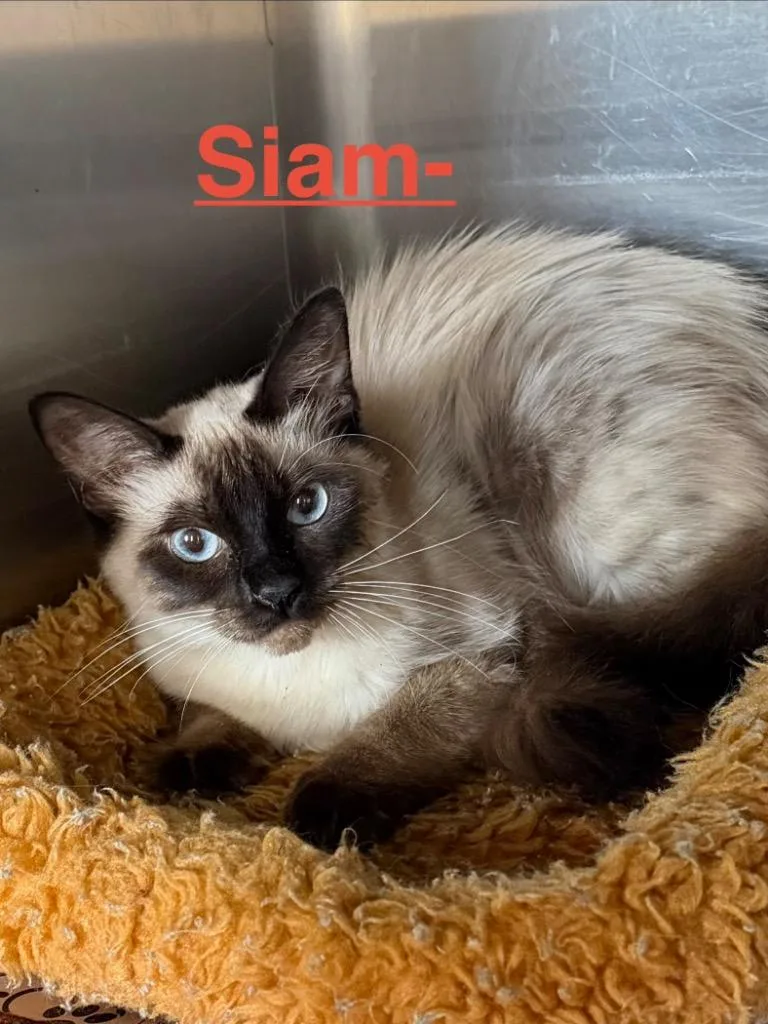 A baby medium-sized female Siamese cat named Siam for adoption in Brookhaven, MS