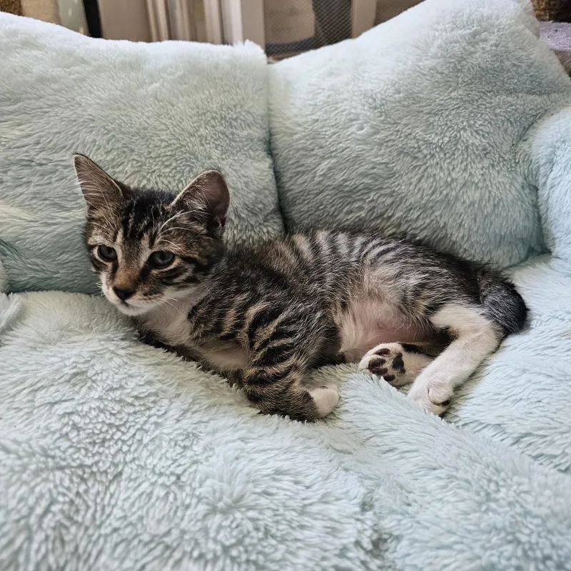 A baby small-sized male Brown / Chocolate Domestic Short Hair cat named Tagalong II for adoption in Little Rock, AR