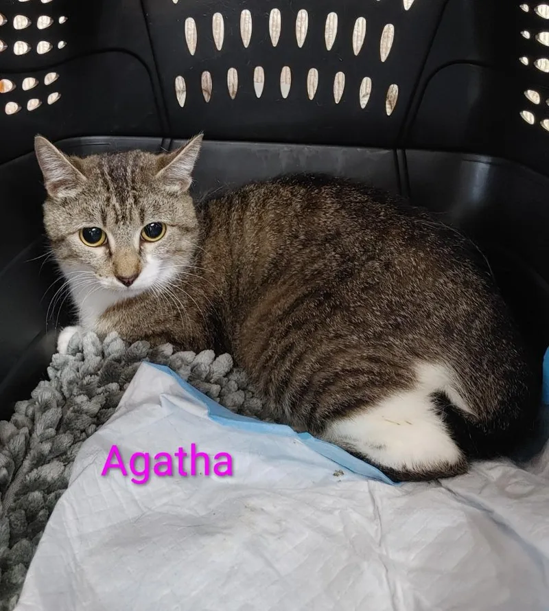 An adult medium-sized female Tabby (Gray / Blue / Silver) Domestic Short Hair cat named Agatha for adoption in Shawnee, KS