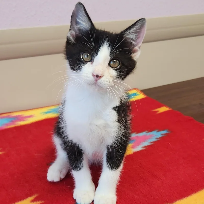 A baby medium-sized male Black & White / Tuxedo Domestic Short Hair cat named WallE for adoption in Marshfield, WI