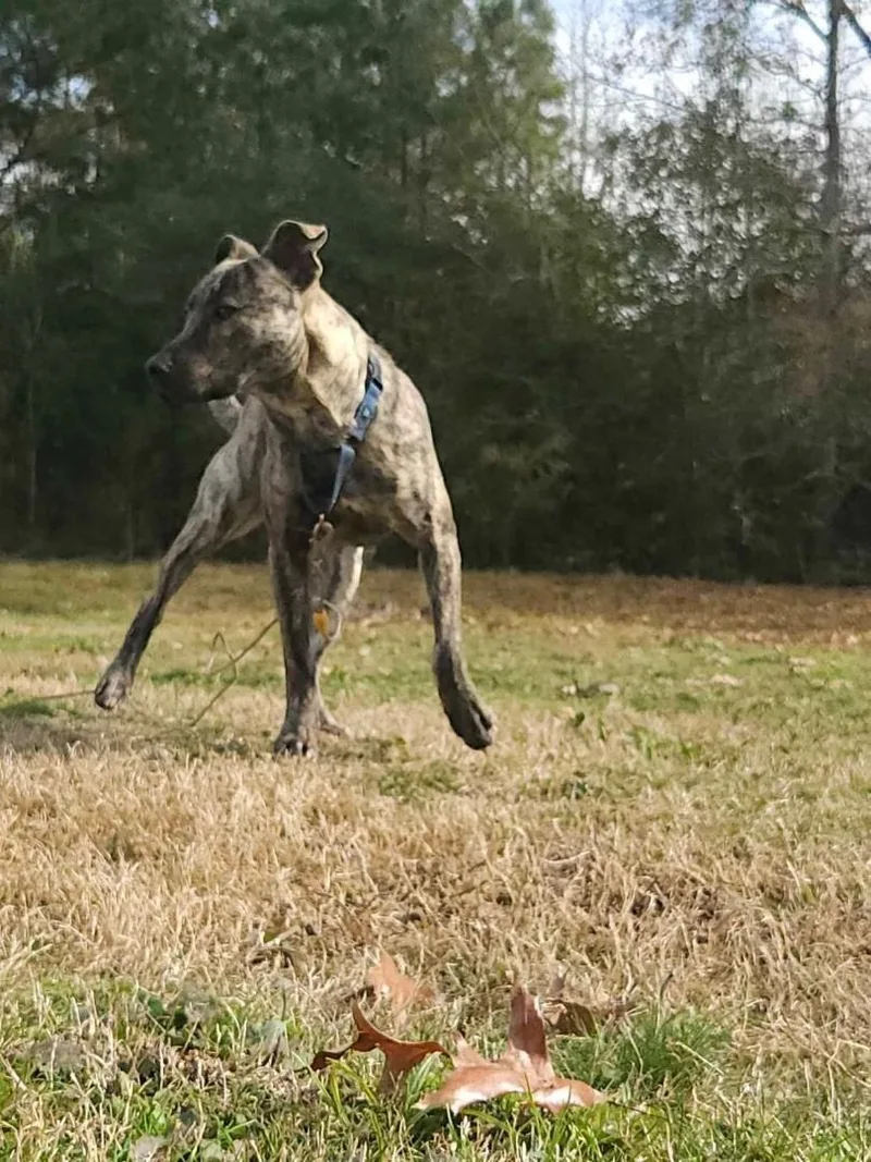 A young medium-sized male Brindle Plott Hound dog named Trooper for adoption in Ville platte, LA