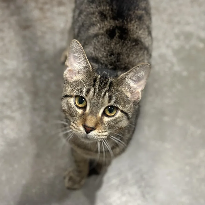A young medium-sized male Brown / Chocolate Domestic Short Hair cat named Cranberry for adoption in Matteson, IL