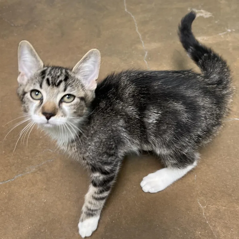A baby small-sized male Brown / Chocolate Domestic Short Hair cat named Ronnie for adoption in Riverside, CA
