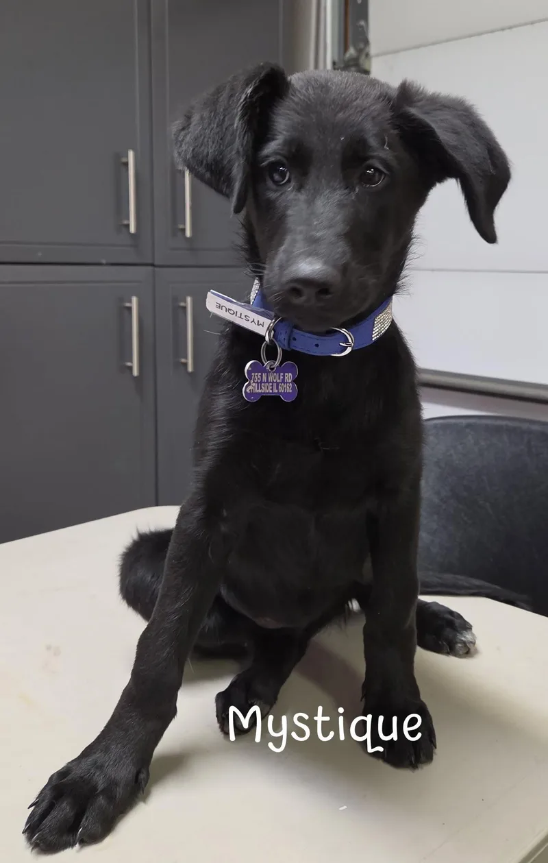A baby medium-sized female Labrador Retriever dog named Mystique for adoption in Hillside, IL