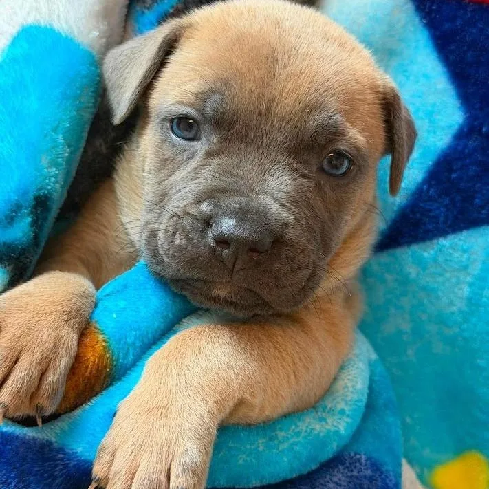A baby small-sized male Yellow / Tan / Blond / Fawn Labrador Retriever dog named Popcorn for adoption in North Charleston, SC