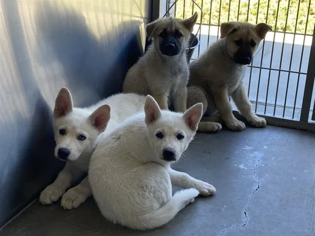 A baby small-sized male German Shepherd Dog dog named Anthony for adoption in Tustin, CA