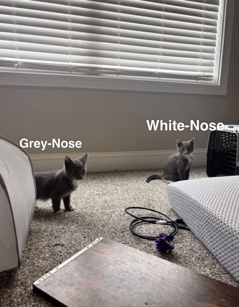 White Nose thumbnail 3