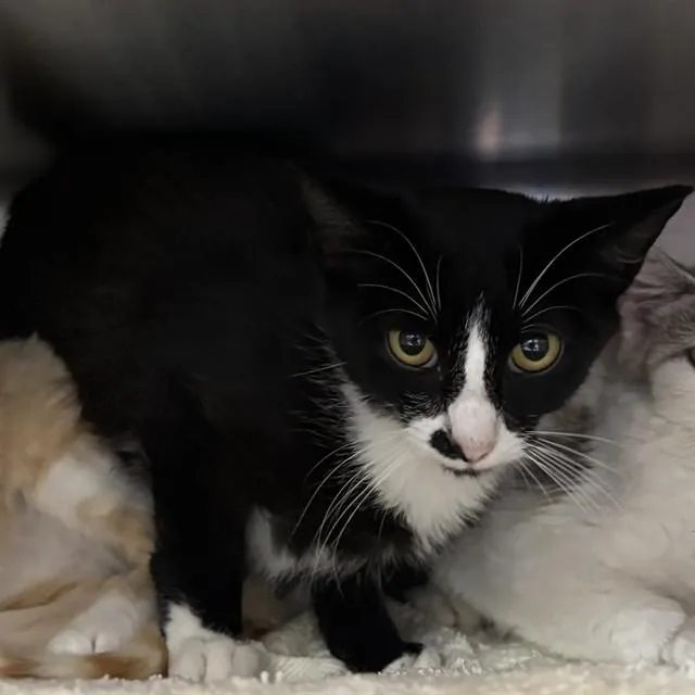 A baby medium-sized male Domestic Short Hair cat named Yoshi for adoption in Huntsville, AL