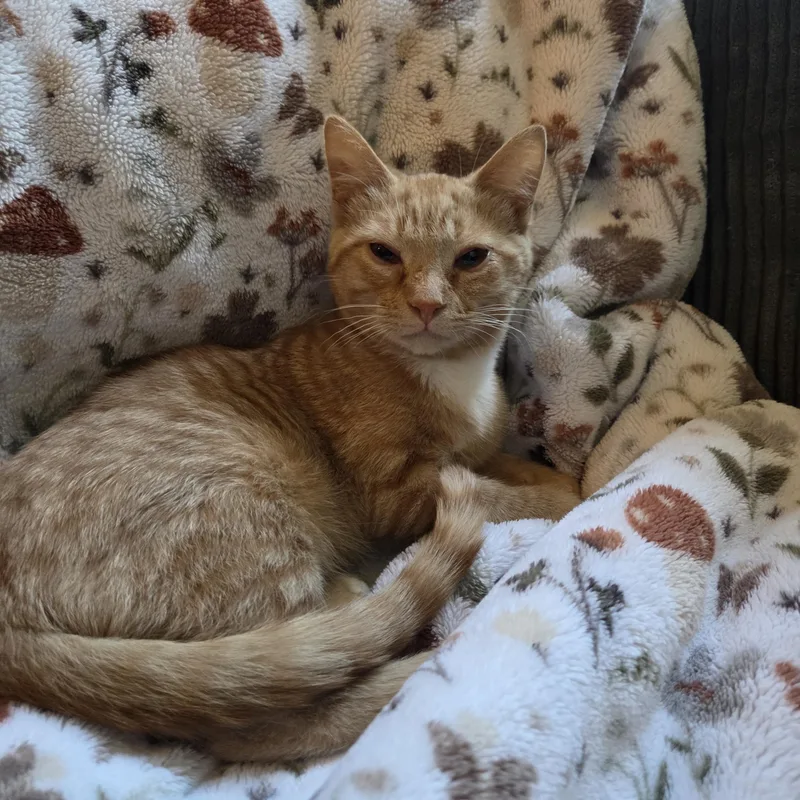 A baby medium-sized male Orange / Red Domestic Short Hair cat named Citrine for adoption in York, PA