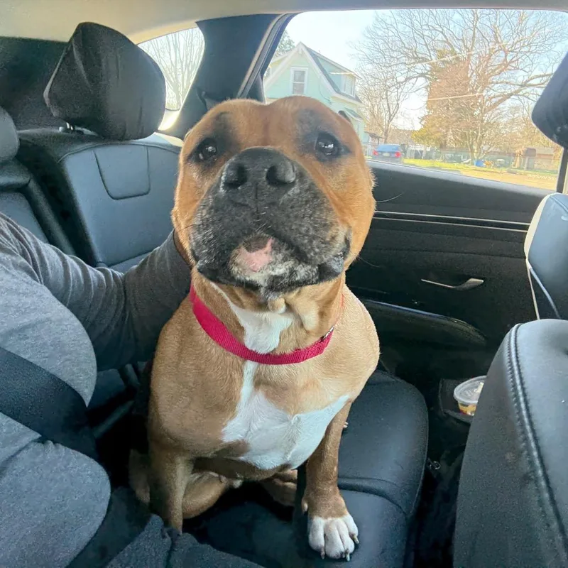 An adult large-sized female Yellow / Tan / Blond / Fawn Pit Bull Terrier dog named Raven for adoption in Vineland, NJ