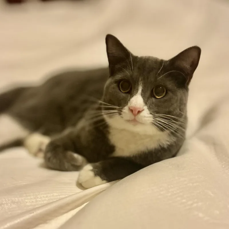 A young small-sized male Gray / Blue / Silver Domestic Short Hair cat named Jasper for adoption in Philadelphia, PA